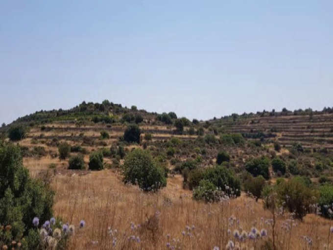 land for sale, Limassol, Pachna, Property for sale or rent in Cyprus