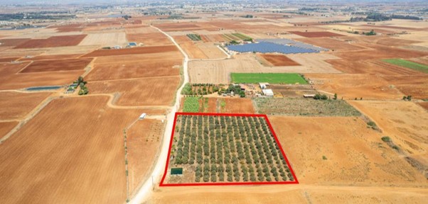 The &Alpha;rt of the Smart Deal, Property for sale or rent in Cyprus